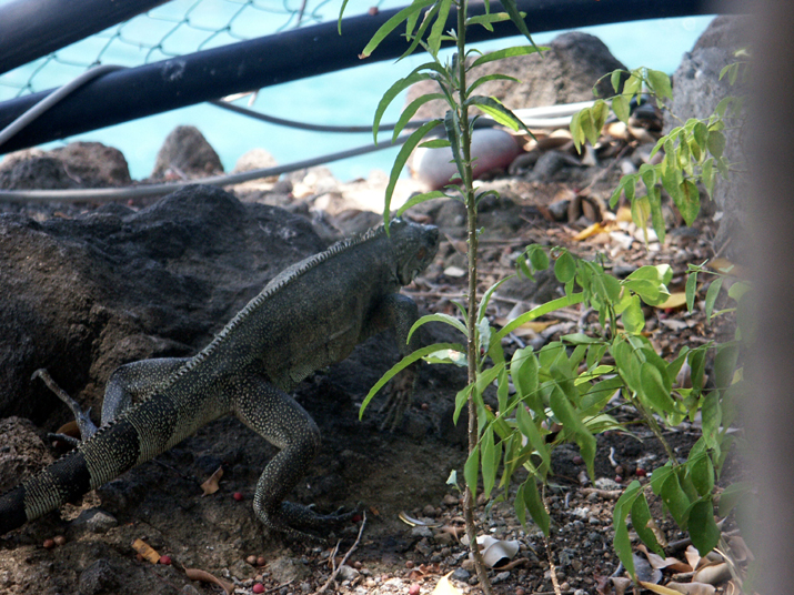 23c - Plage de la Malendure 008.jpg - DCF 1.0